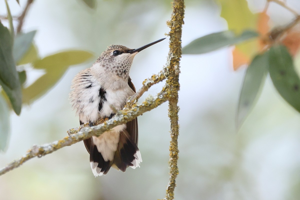 Black-chinned Hummingbird - ML641459933