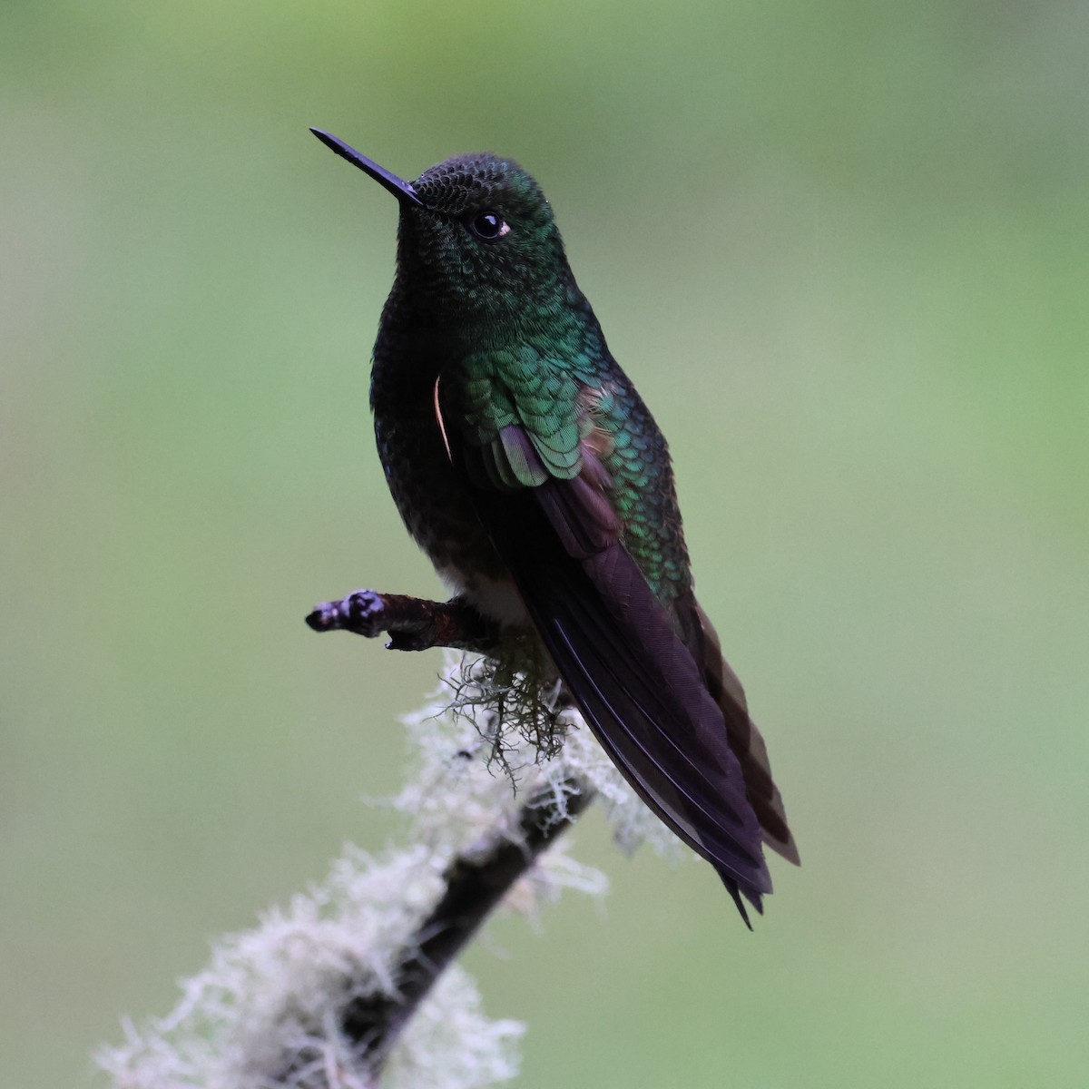 Buff-tailed Coronet - ML641459934