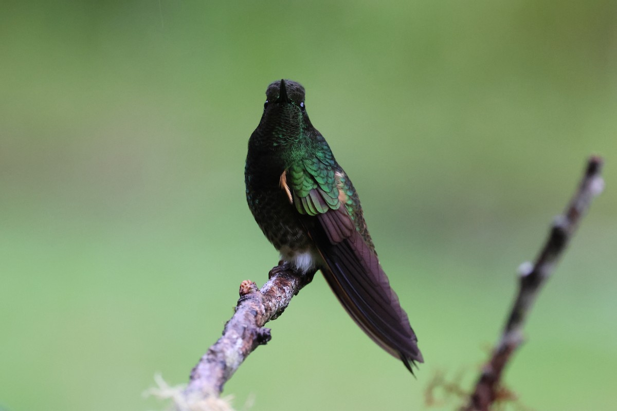 Buff-tailed Coronet - ML641459935