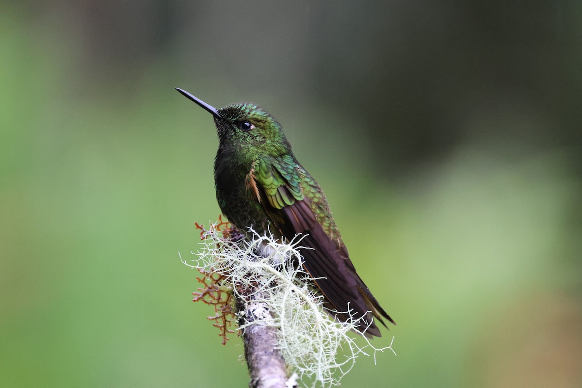 Buff-tailed Coronet - ML641459936