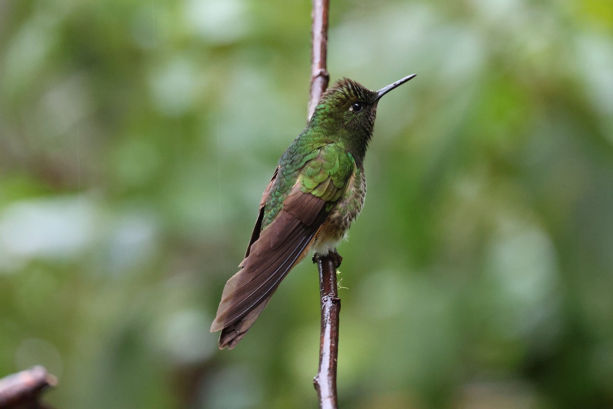 Buff-tailed Coronet - ML641459937