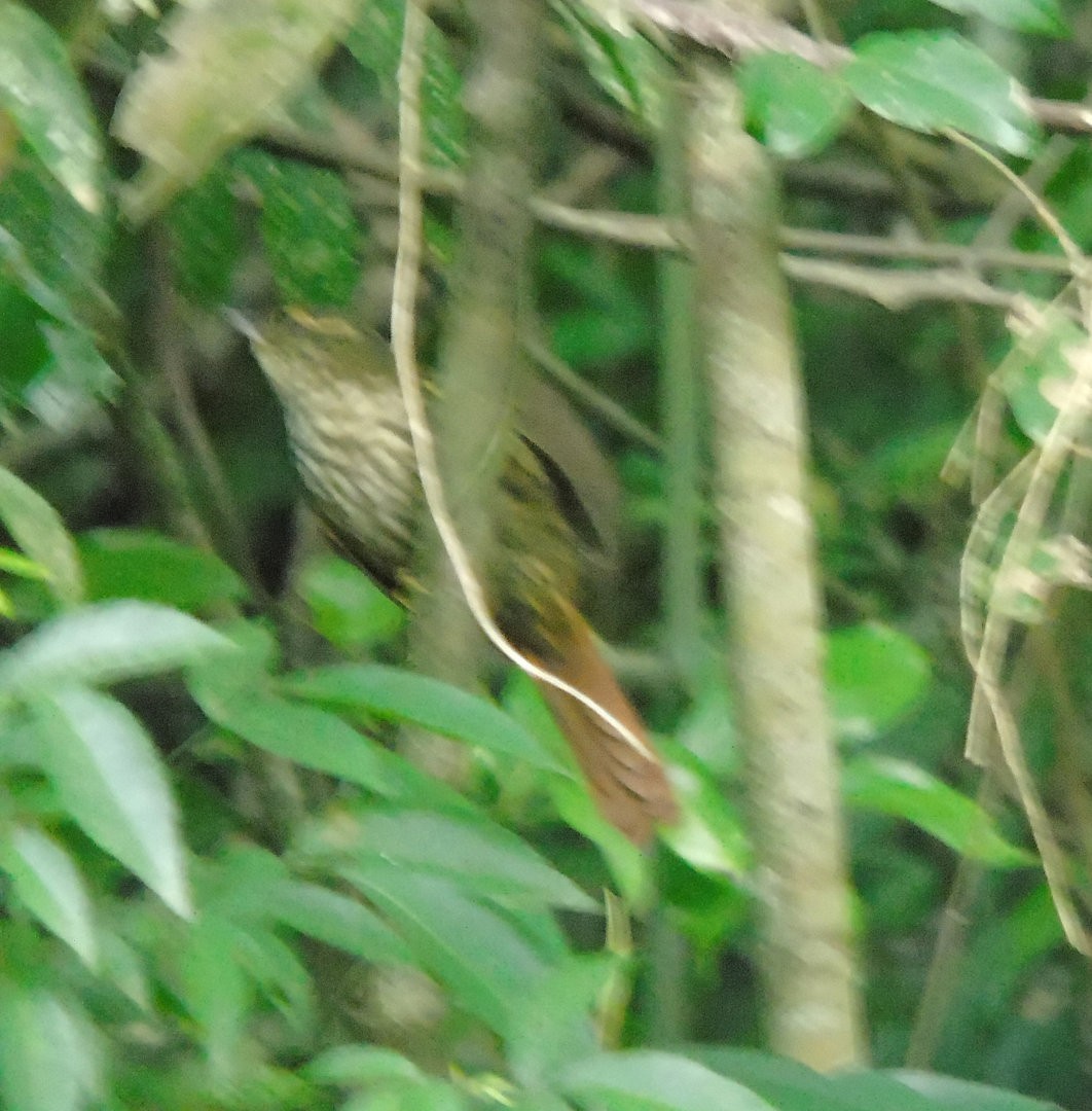 Buff-browed Foliage-gleaner - ML641459979
