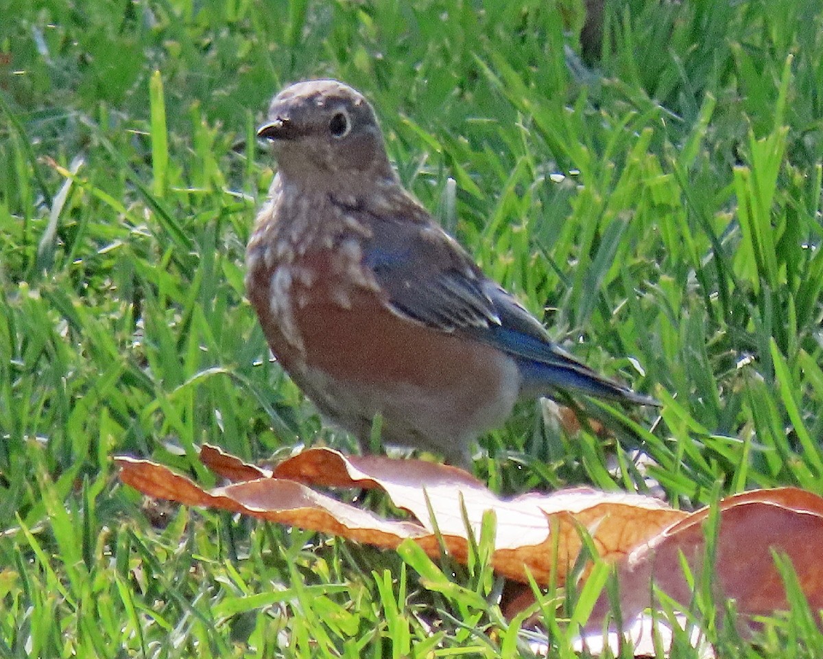 Western Bluebird - ML641459986