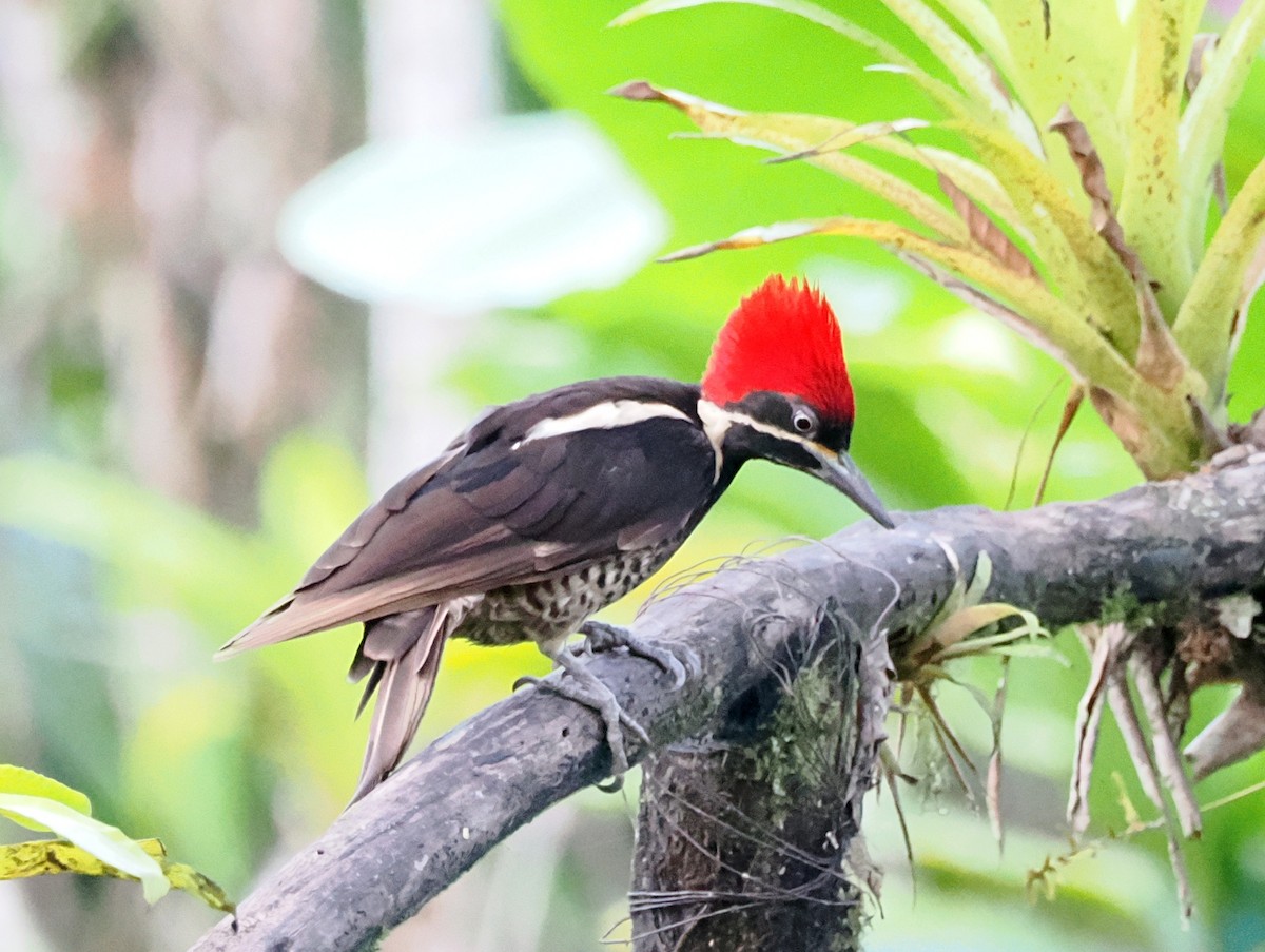 Lineated Woodpecker - ML641460035