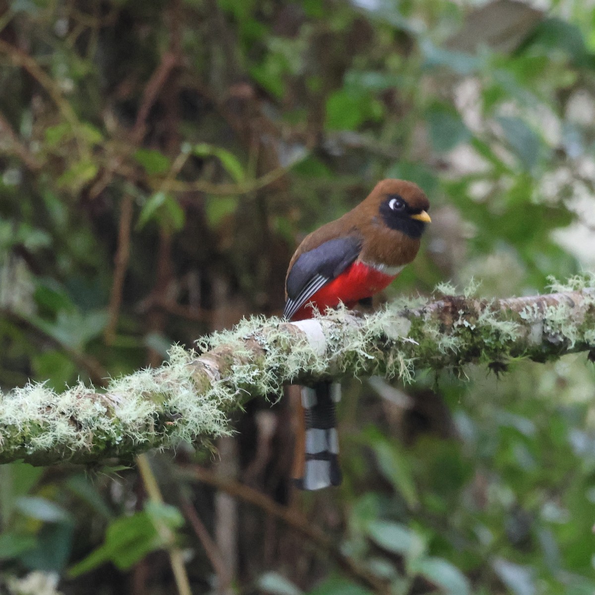 Masked Trogon - ML641460044