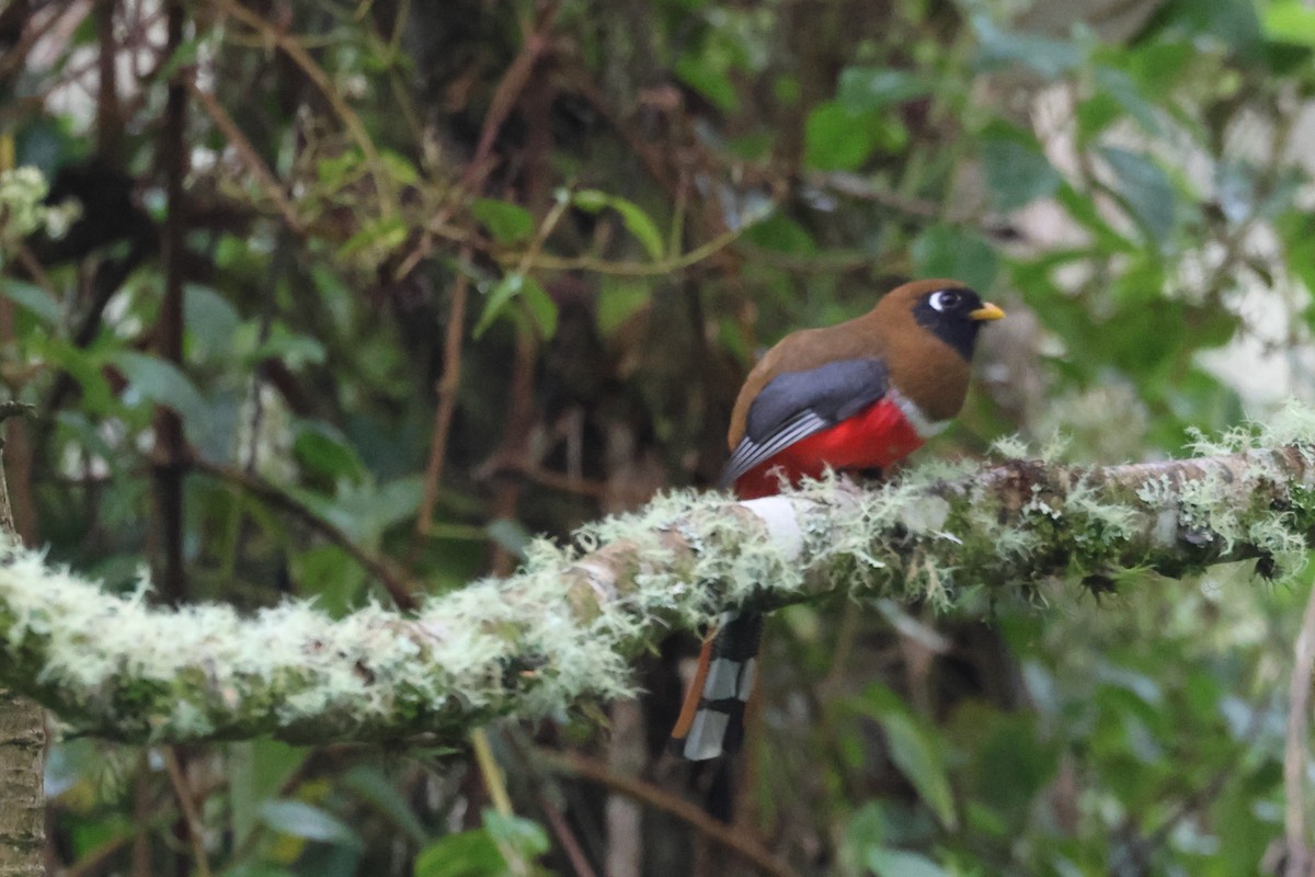 Masked Trogon - ML641460045