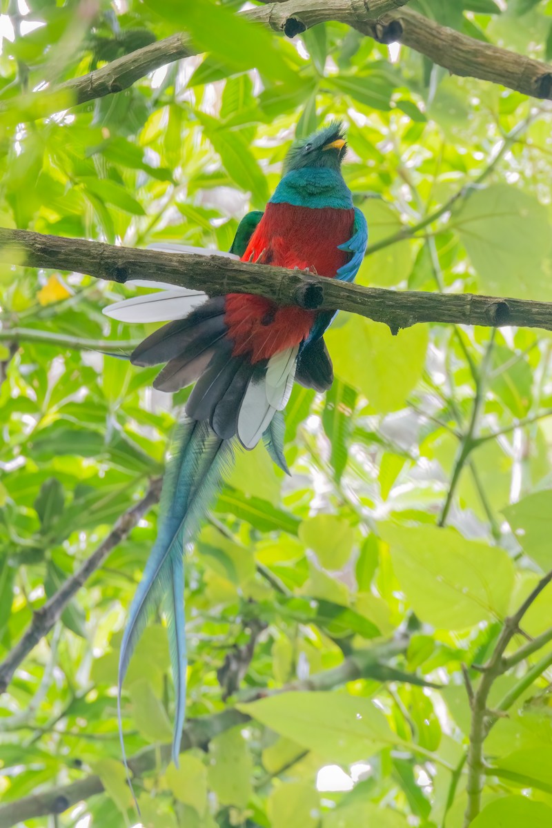 Quetzal resplendissant (mocinno) - ML641460047