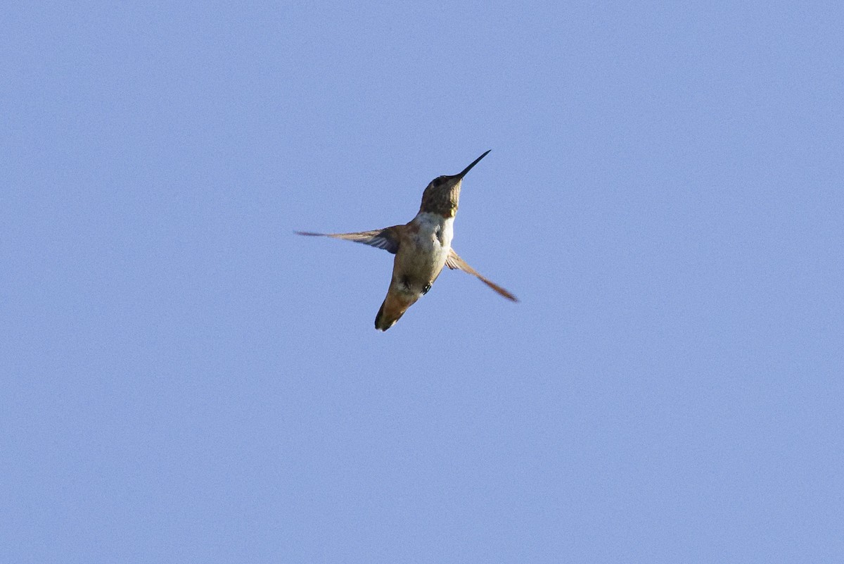 Allen's Hummingbird - ML641460051