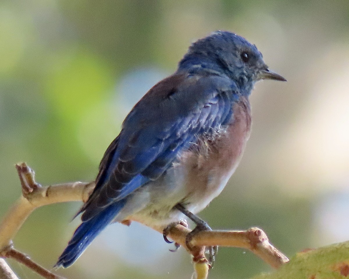Western Bluebird - ML641460052