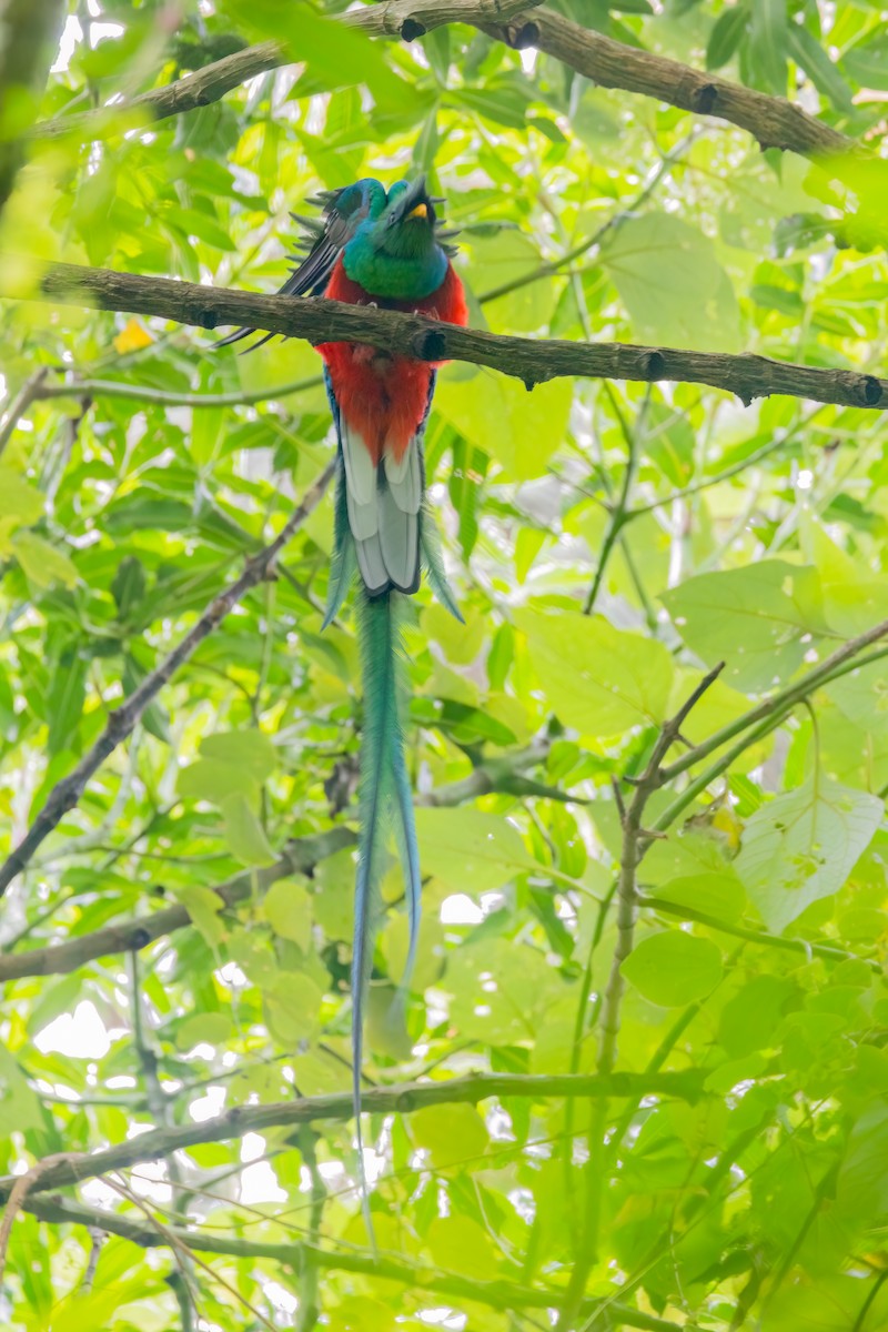 Quetzal resplendissant (mocinno) - ML641460057