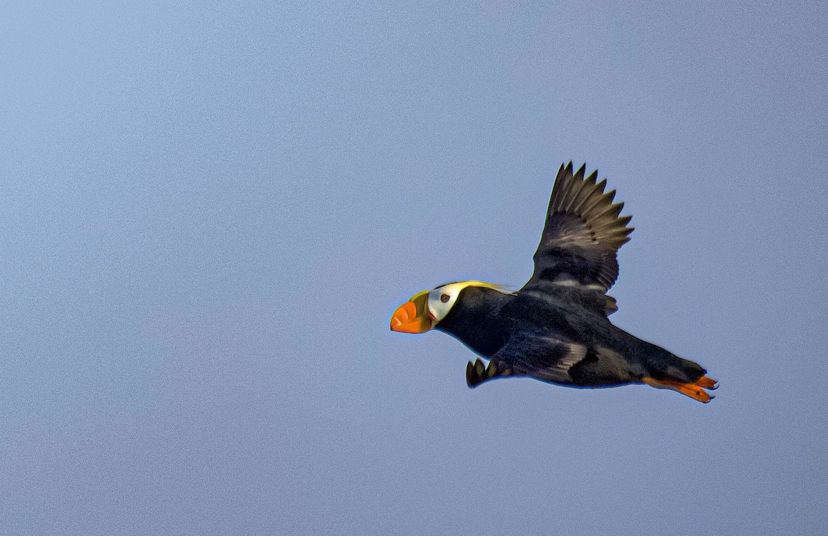 Tufted Puffin - ML641460059