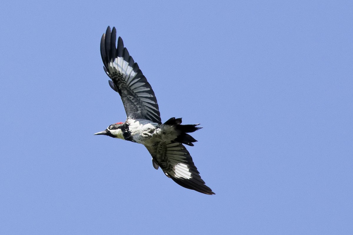 Acorn Woodpecker - ML641460081