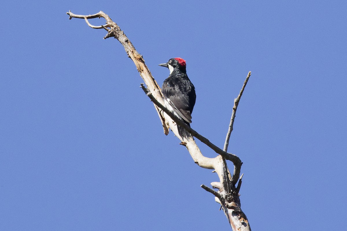 Acorn Woodpecker - ML641460096