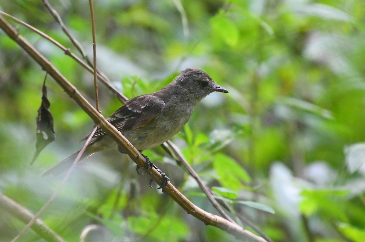 Caribbean Elaenia - ML641460099