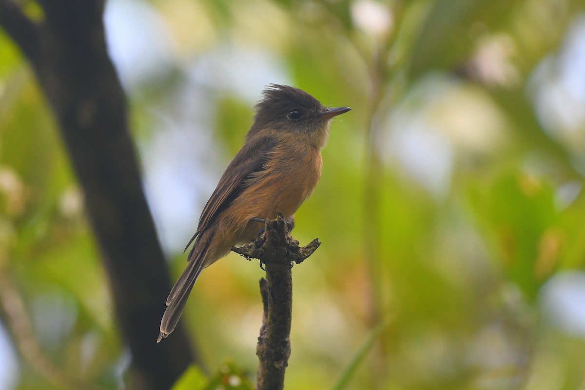 Lesser Antillean Pewee - ML641460107