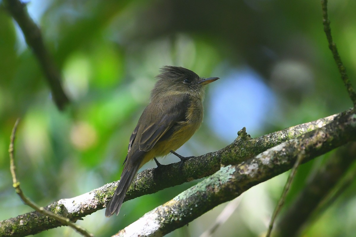 Lesser Antillean Pewee - ML641460115