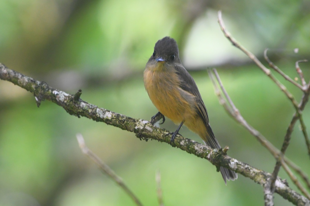 Lesser Antillean Pewee - ML641460122