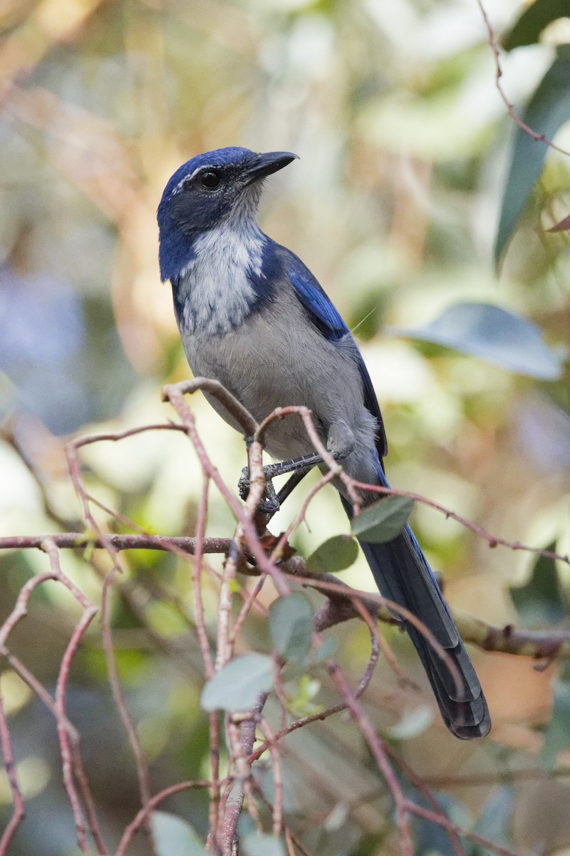 California Scrub-Jay - ML641460124