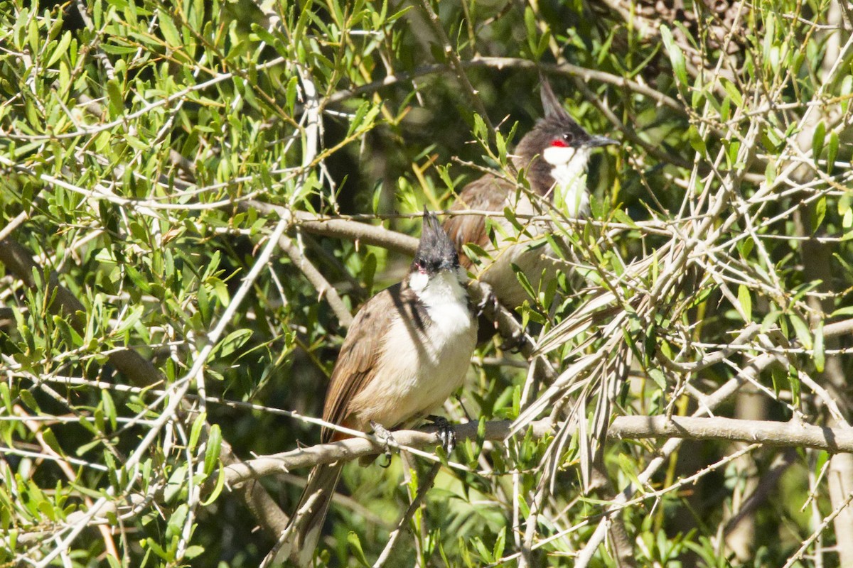 Bulbul masailgorria - ML641460139