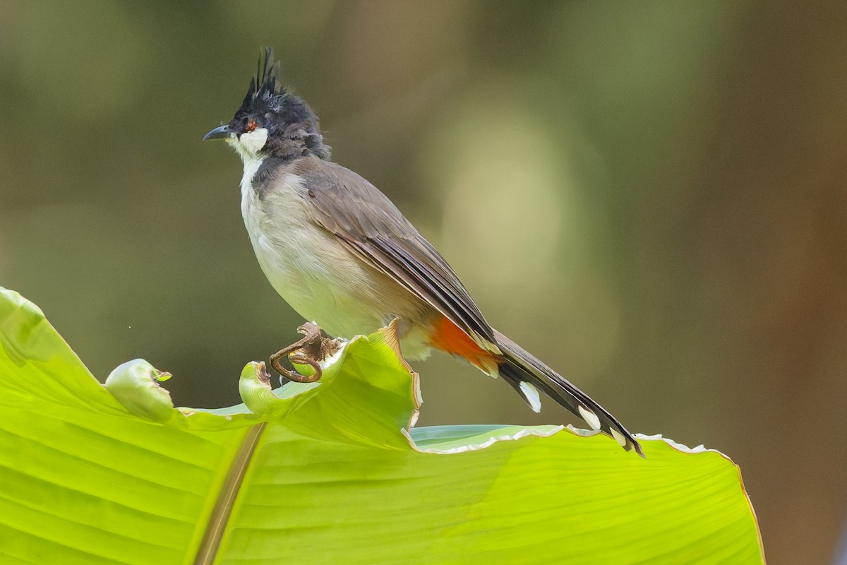 Bulbul masailgorria - ML641460140