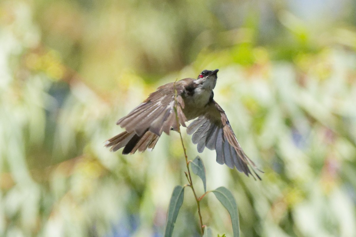 Bulbul masailgorria - ML641460141