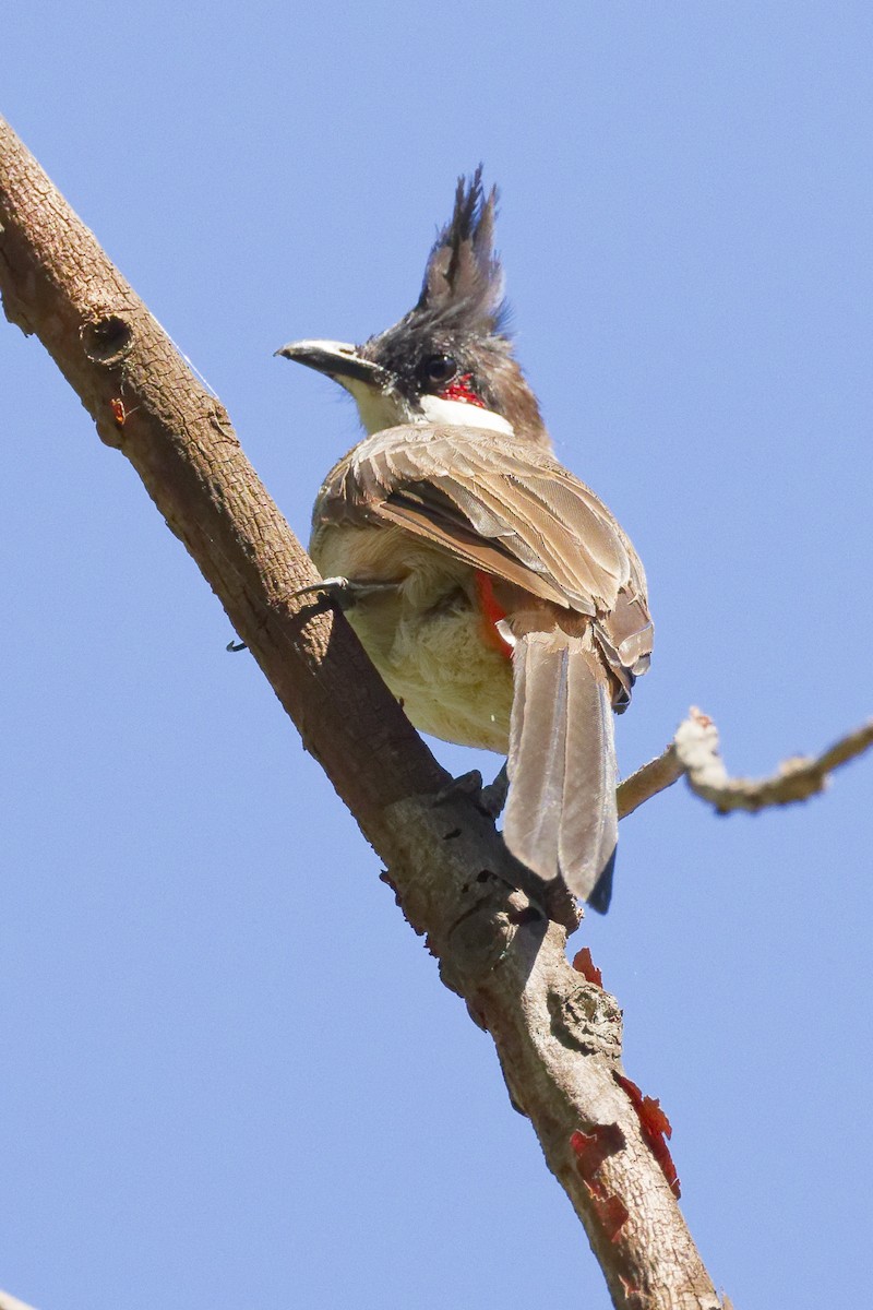 Bulbul masailgorria - ML641460142