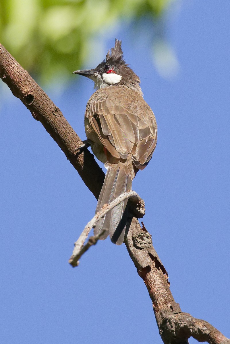 Bulbul masailgorria - ML641460143