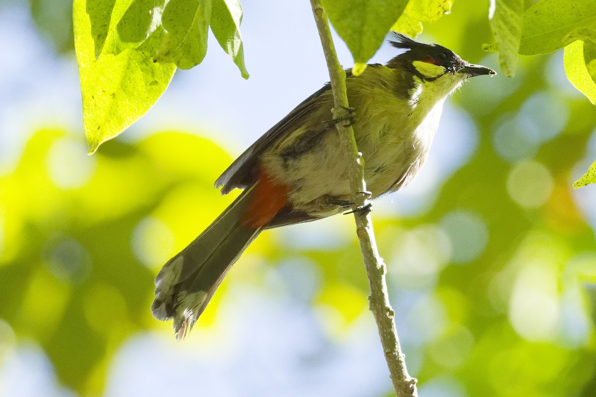 Bulbul masailgorria - ML641460144
