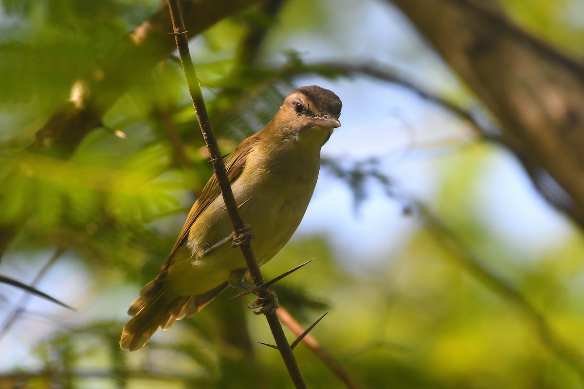 Black-whiskered Vireo - ML641460147