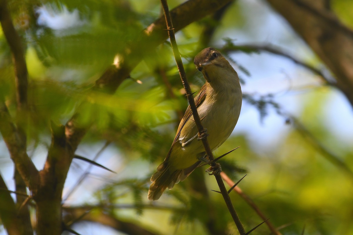 Black-whiskered Vireo - ML641460148