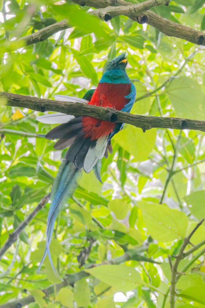 Quetzal resplendissant (mocinno) - ML641460159