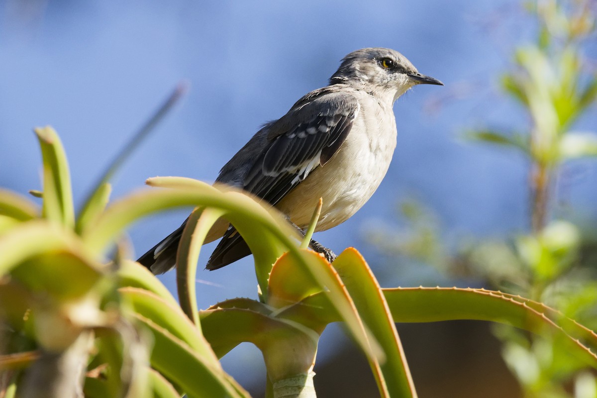 Northern Mockingbird - ML641460164