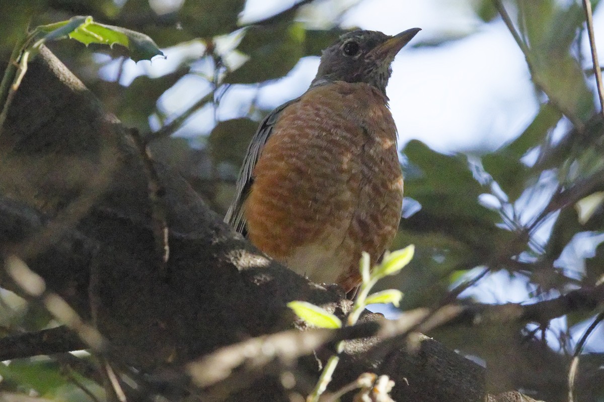 Zozo papargorria - ML641460172
