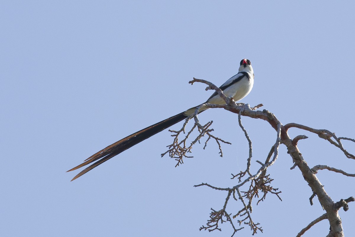 Pin-tailed Whydah - ML641460181