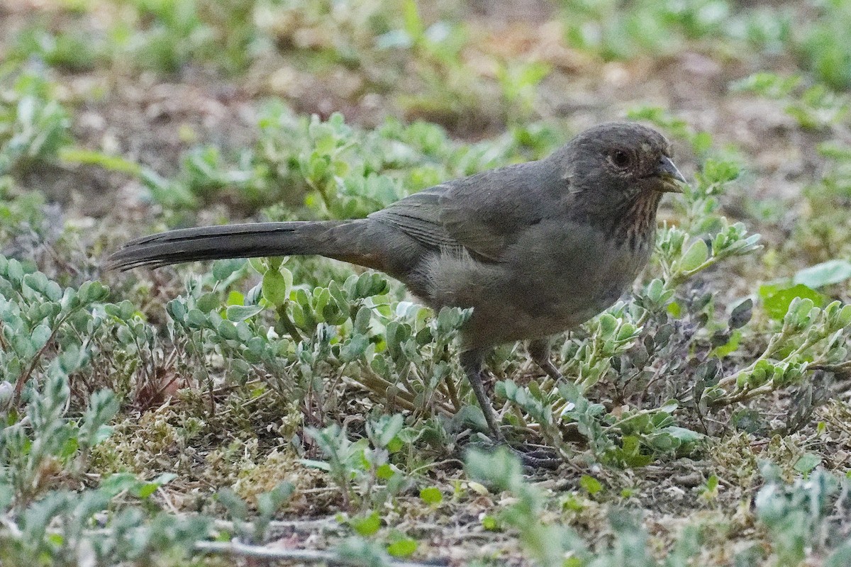 California Towhee - ML641460187