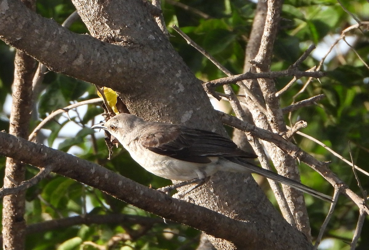 Tropical Mockingbird - ML641460188