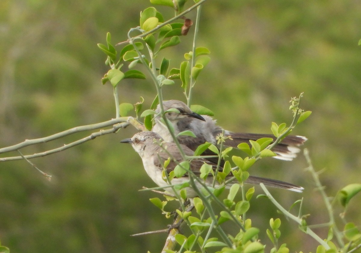 Tropical Mockingbird - ML641460189