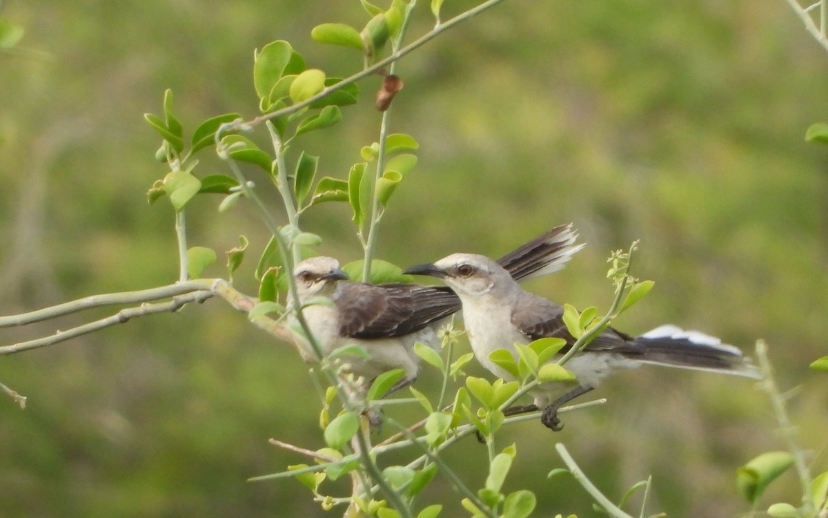 Tropical Mockingbird - ML641460190