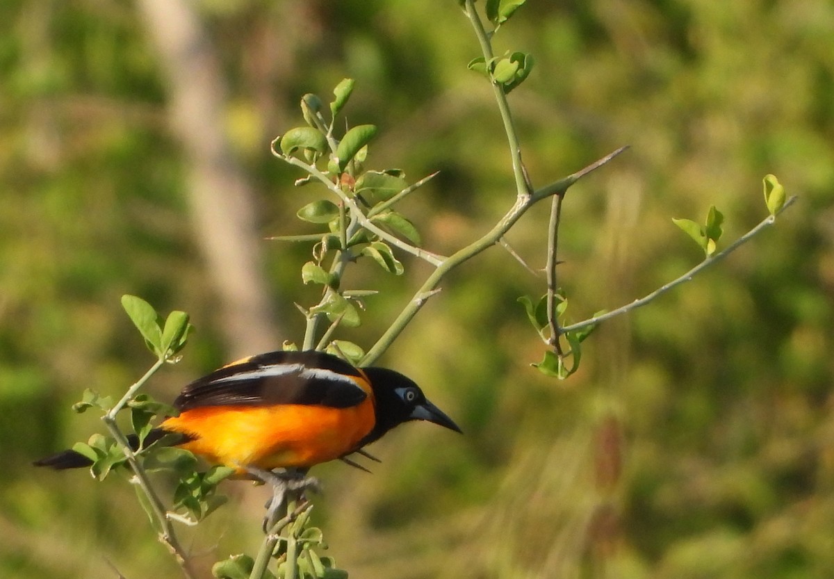 Venezuelan Troupial - ML641460195
