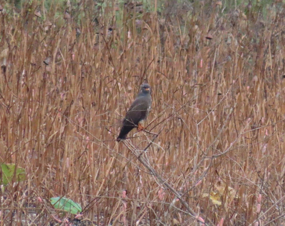 Snail Kite - ML641460205