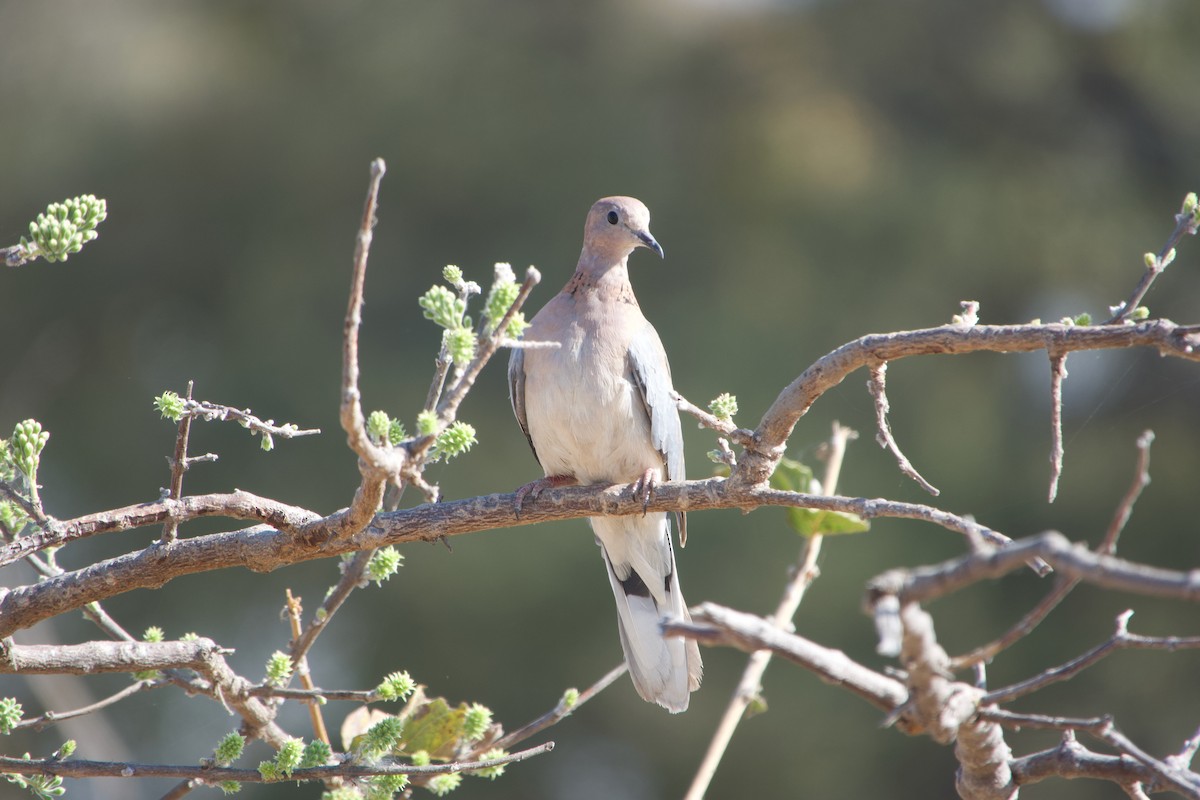 Laughing Dove - ML641460207