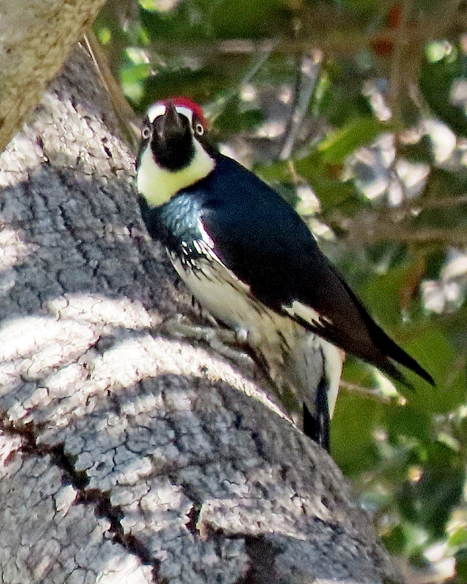 Acorn Woodpecker - ML641460231
