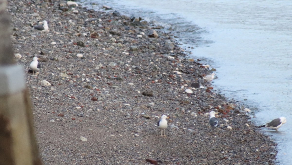Larus, unbestimmt - ML641460246