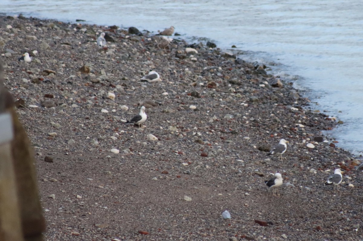 Larus, unbestimmt - ML641460247