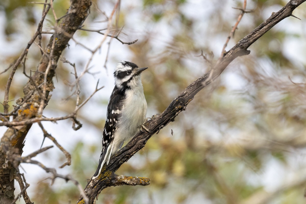 Downy x Hairy Woodpecker (hybrid) - ML641460252