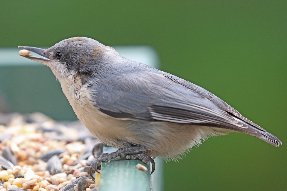 Pygmy Nuthatch - ML641460263