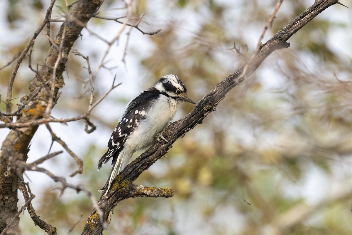 Downy x Hairy Woodpecker (hybrid) - ML641460265