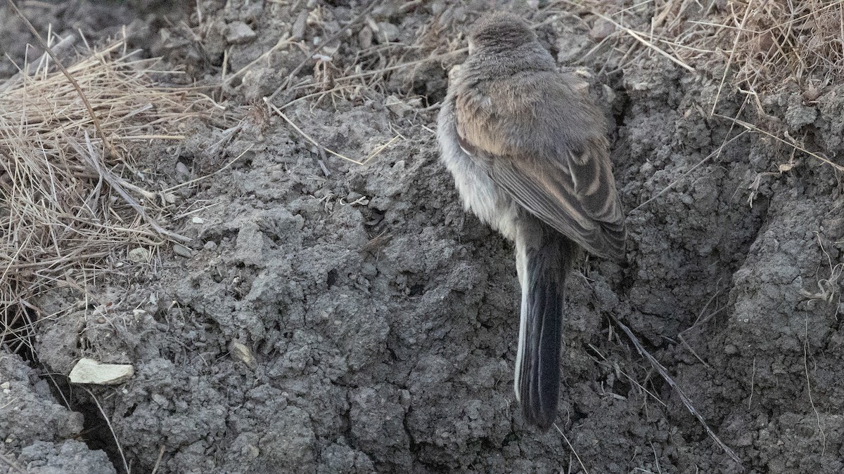 Black-throated Sparrow - ML641460266