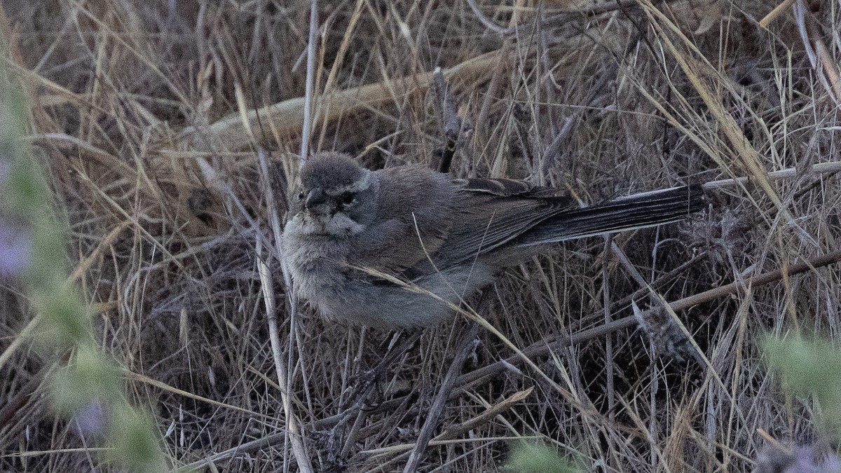 Black-throated Sparrow - ML641460267