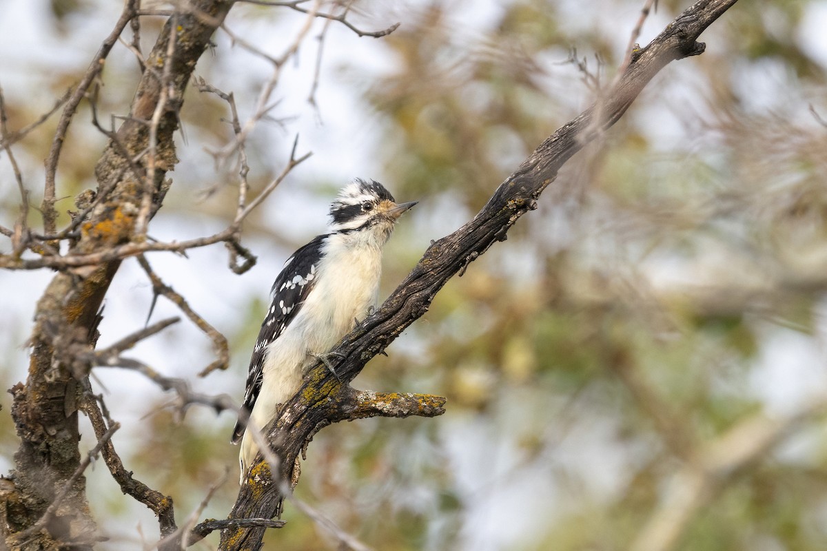 Downy x Hairy Woodpecker (hybrid) - ML641460274